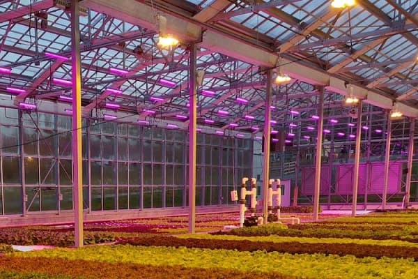 سیستم روشنایی گلخانه